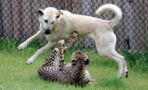 Zookeepers decided to put dogs in the cheetah enclosure and their reactions were incredible