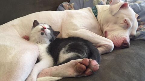 This Pitbull suffered years of abuse, what she does next will melt your heart