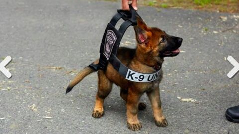 These puppies ready for their first days on the job will melt your heart