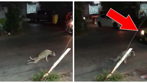 This Dog Seems To Be Paralysed In The Street But No One Will Help Him