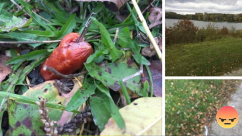She Discovered Something Terrible Whilst Out Walking Her Dog