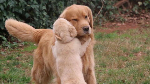 5 Ways That Your Dog Shows You How Much They Love You