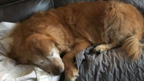 This Dog Lost His Eyes To Illness - But Everything Changed When He Met His New Owner