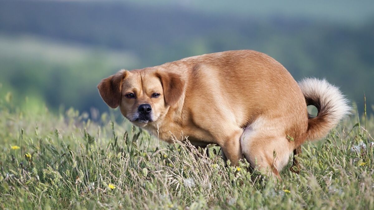 why do dogs stare at you when you poop