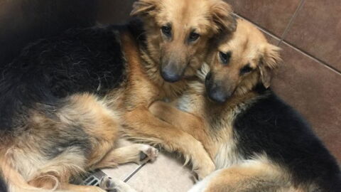 These Two Dogs Were Left Abandoned, Amazingly They Found Comfort In Each Other