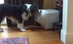 They Caught Their Dog Breaking Into A Dog Proof Container On Hidden Camera