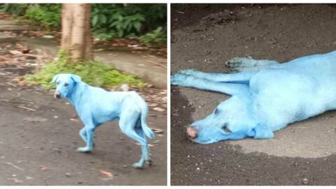 why are there blue dogs in mumbai