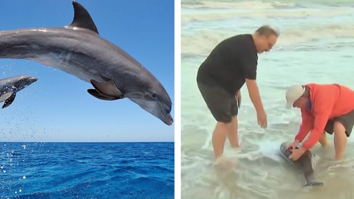 What These Residents Did For These Stranded Dolphins Will Inspire You