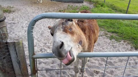 Discover The Cutest Donkeys In The World
