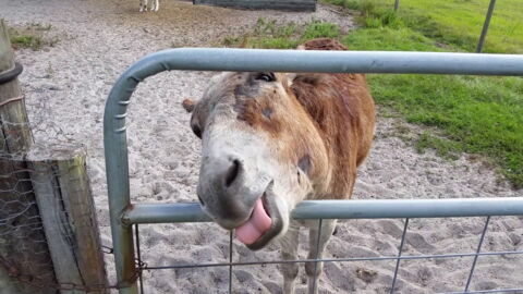 Discover The Cutest Donkeys In The World