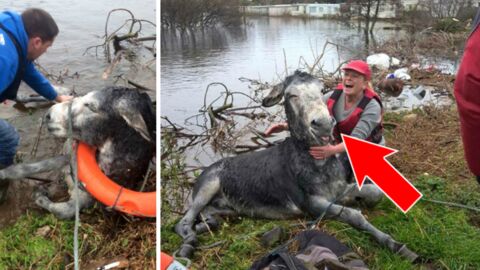 They Saved This Donkey From The Flood... His Reaction Was Incredible