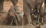 Her Baby Fell Down A Hole But This Mother Elephant Soon Received Helped From The Most Astonishing Source