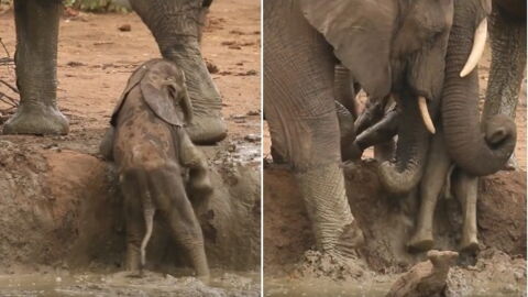 Her Baby Fell Down A Hole But This Mother Elephant Soon Received Helped From The Most Astonishing Source