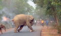 A tragic scene as angry villagers cause elephants to run for their lives