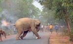A tragic scene as angry villagers cause elephants to run for their lives