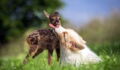 Check Out This Unlikely Friendship Between A Dog And A Fawn (Video)