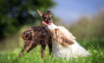 Check Out This Unlikely Friendship Between A Dog And A Fawn (Video)