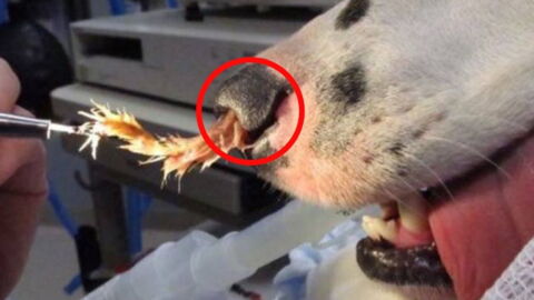 Watch Out: This Ordinary Plant In Your Garden Could Kill Your Dog