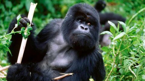 There's Something Really Simple You Could Do To Help Save The Gorillas