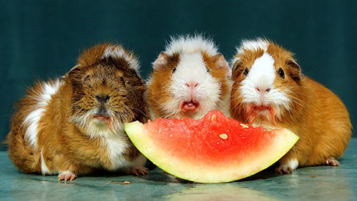 Guinea clearance pigs eating