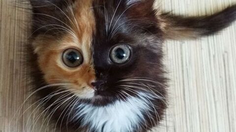 Meet Yana, The Stunning Chimeric Cat