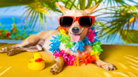 This Is What Every Pet Owner Needs To Know About Keeping Animals Cool In The Heatwave