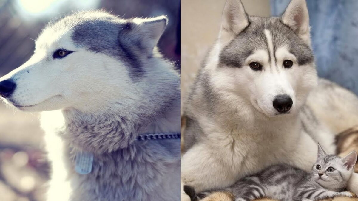 What You Need To Know About Owning A Siberian Husky