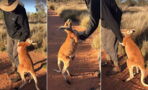 This Baby Kangaroo Refuses To Leave His Caregiver And It's Adorable