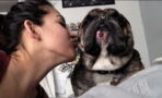 These Cats And Dogs Hate Kisses. You'll Be In Stitches!