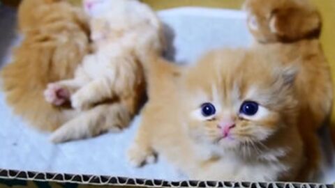 This Cute Little Kitten May Look Innovent But He's Up To Something...
