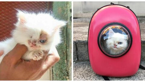 Upon Discovering This Kitten With Just One Eye, One Man's Actions Made Waves Online