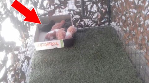 He Found 6 Beautiful Kittens Alone In A Garden Then Something Magical Happened