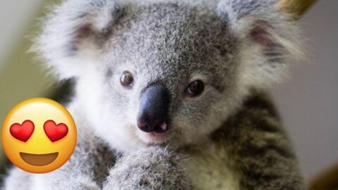 I Am Offiically In Love With These Cute Koalas
