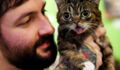 Beloved Viral Sensation 'Lil Bub' The Cat Has Died