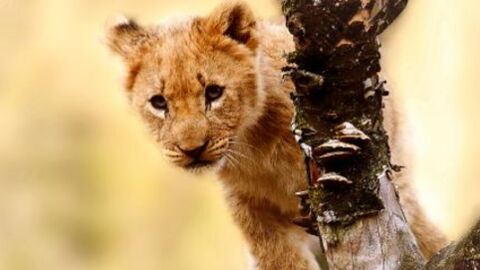 This One Change Would Make The Lion King More Realistic - And It's Nothing To Do With Singing