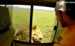 Thrillseeker Or Idiot? Daring Tourist Tries To Stroke Lion Whilst On A Safari