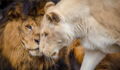 After Years Of Abuse, These Lions Were Finally Rescued - And Fell In Love