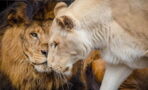 After Years Of Abuse, These Lions Were Finally Rescued - And Fell In Love
