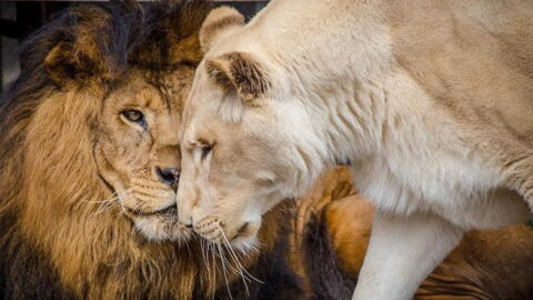 After Years Of Abuse, These Lions Were Finally Rescued - And Fell In Love