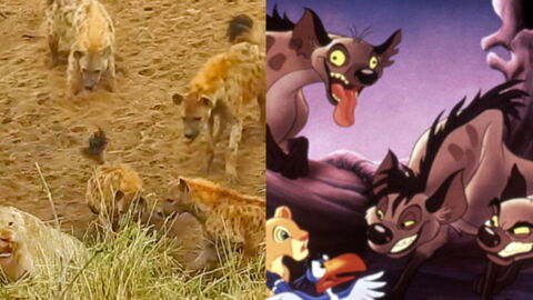 Incredible Footage Of Cornered Lion Calling For Back-Up Shows Real-Life Lion King