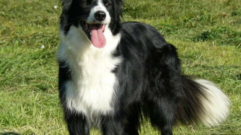Border Collie: what you need to know about the most intelligent breed of dog