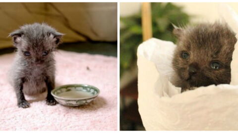 She Found This Newborn Kitten Abandoned And Lifeless, Nine Weeks Later He's Transformed