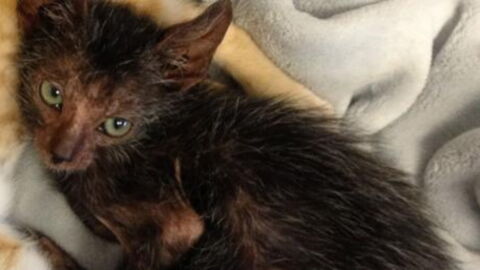 This Stray Cat Has Given Birth To An Incredible Baby "Were-Cat"
