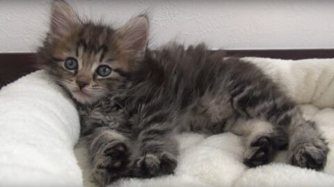 When She Adopted This Adorable Kitten, She Had No Idea He'd Turn Out Like This