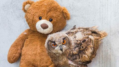 Meet Boo Boo: The Owl Who Will Never Be Able To Fly