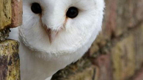 Owls: According to the native beliefs, the croak of the white owl could announce the death of a relative or close friend.