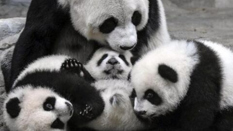 These Baby Pandas Are Meeting Their Mum For The First Time... And It's Magical