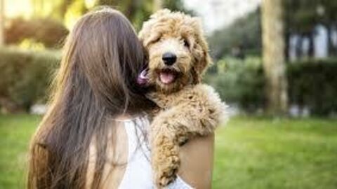 Warning: Doing This To Your Pets Could Be Seriously Harmful