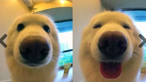 Here's Why You Should Always Tell Your Pet What A Good Boy (Or Girl) They Are