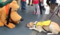 This Guide Dog Met Pluto At Disneyland, What Happened Next Is Adorable!